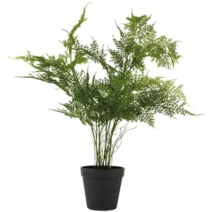 Grand Illusions Asparagus Fern in Pot